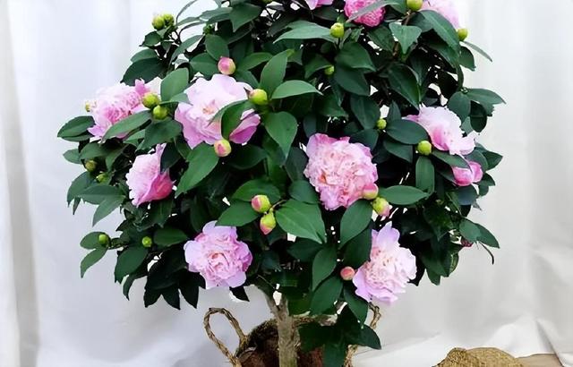 此款茶花和牡丹相似，端庄雅致，香味浓郁，一年开花大半年