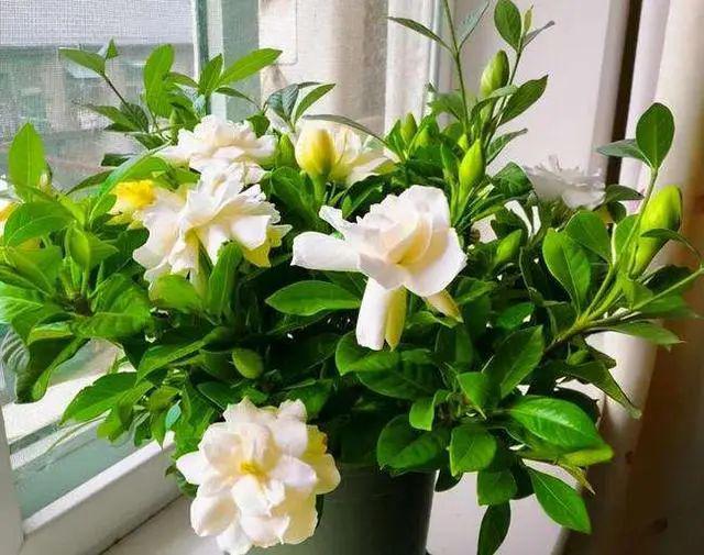 这8种花“浇不死”，一天一杯水，反而越长越旺盛，开花多又多