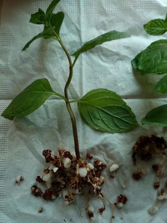 4种花随便掐个枝就活，新手花友别错过，养起来太简单！