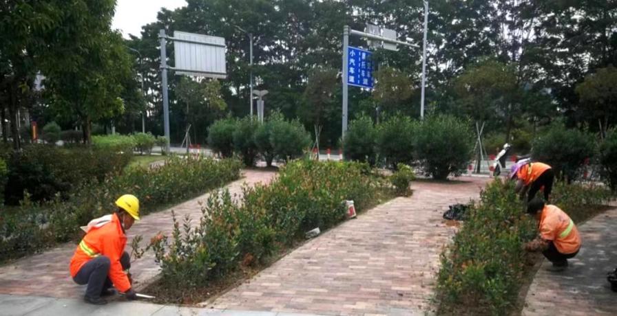 奏响绿化养护“春之声”，擦亮文明城市幸福底色