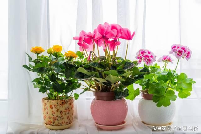 养花七大技巧，真正去提升养花技术，不能靠嘴说，你能做到吗？