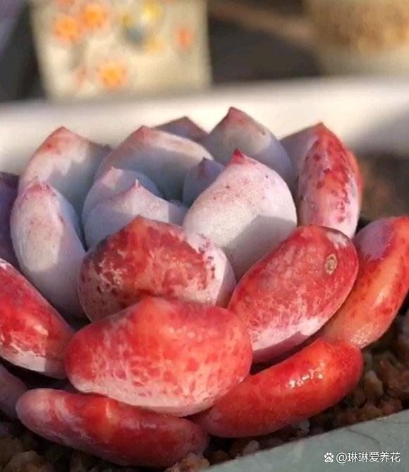 养多肉，你花费多少钱了？我至少有1万块，往后可以节约了