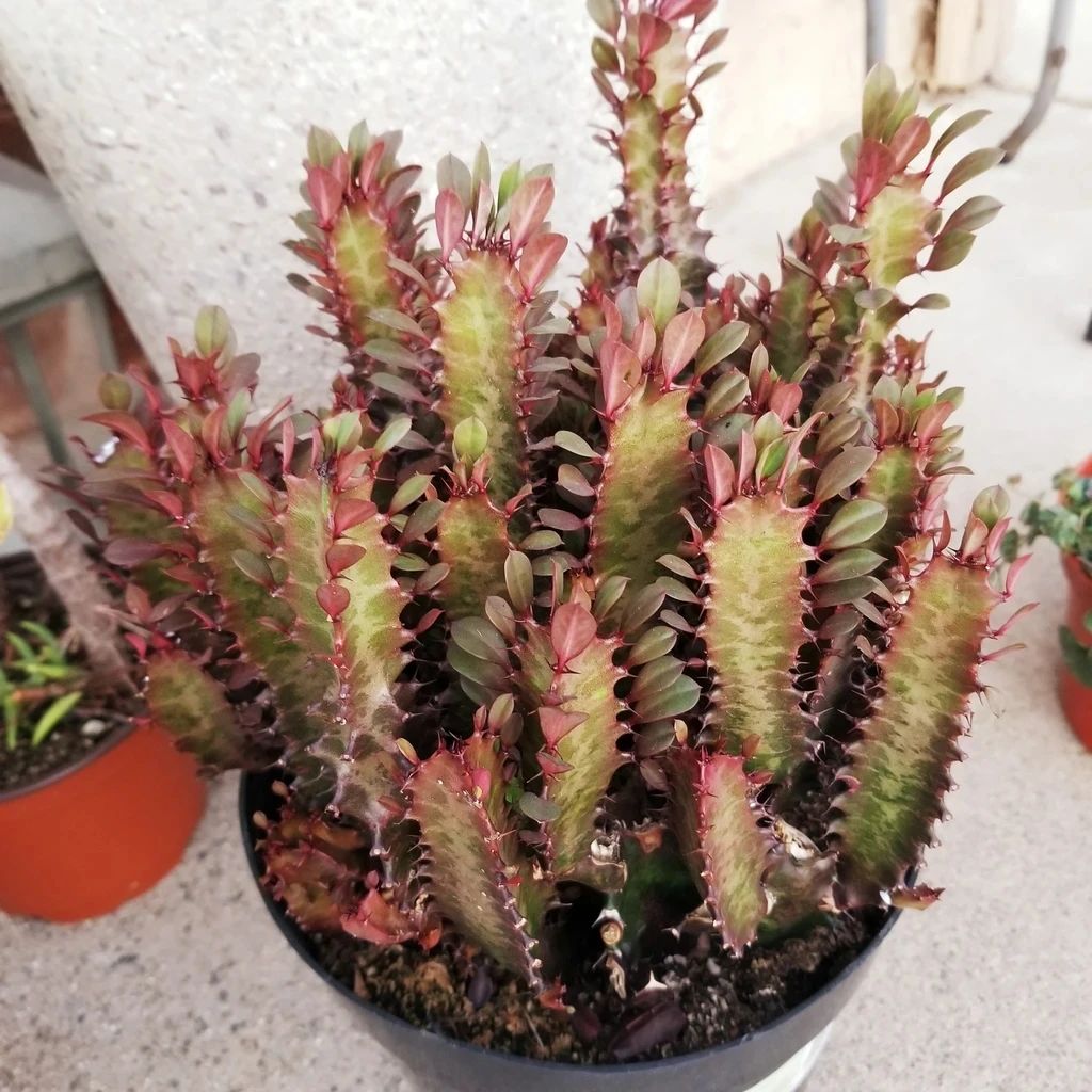 龙骨真不是仙人掌植物，别用它嫁接蟹爪兰，可嫁接虎刺梅、彩春峰