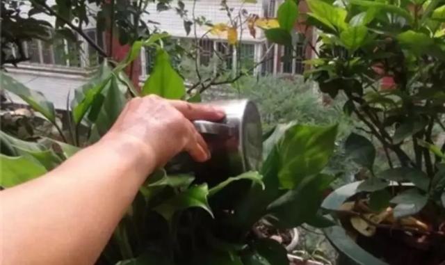 天热了，养花不浇4种水，做错了容易枯萎
