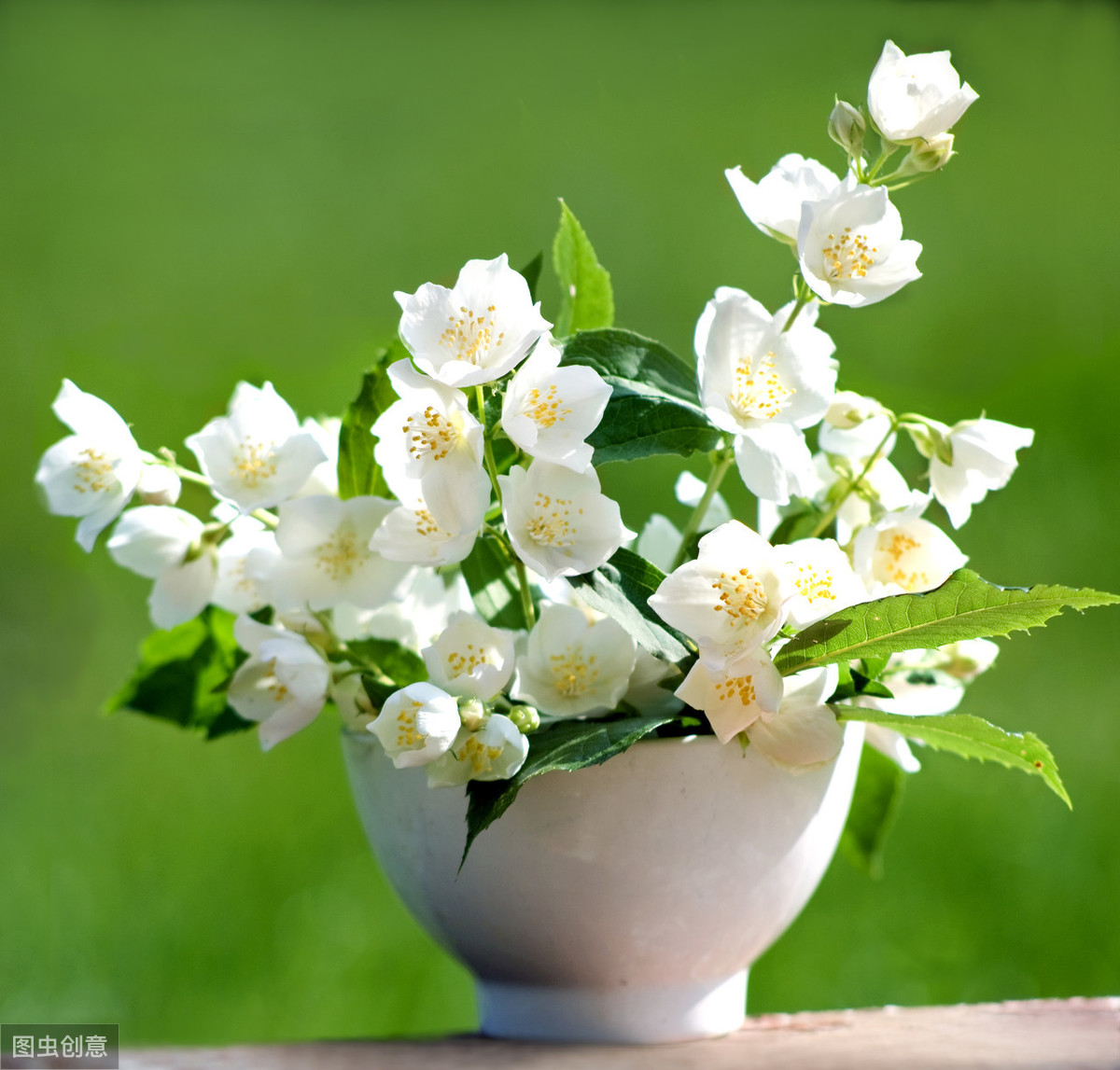 盆栽茉莉花不开花，改变5个“不”，叶油绿，花常开