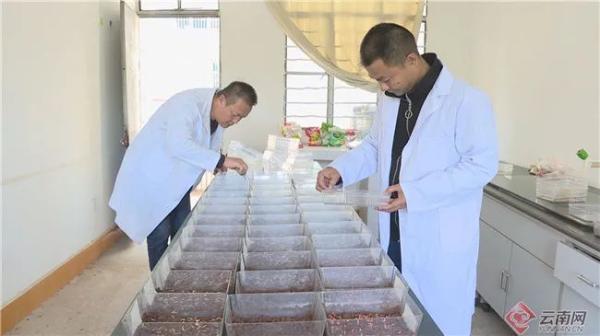 春天“犇”腾而至！云南各地春耕备耕忙