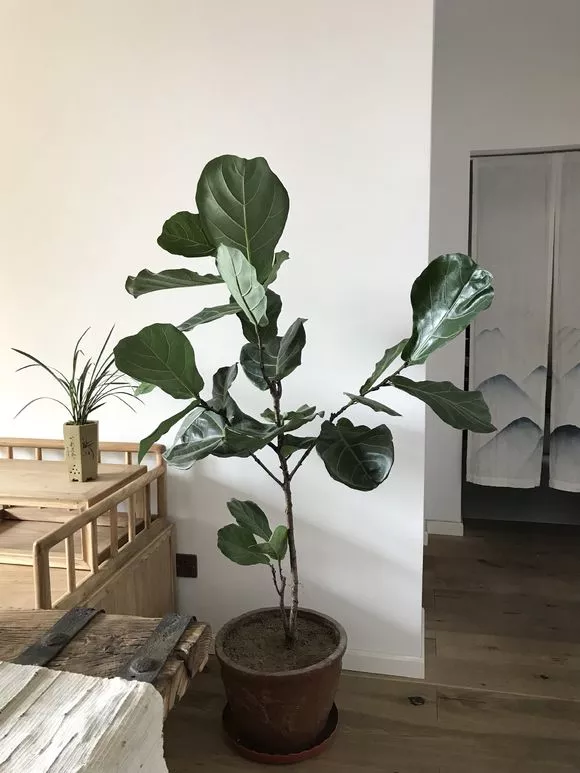 秋天橡皮树一剪，蹿出3个芽，生长进入火箭模式
