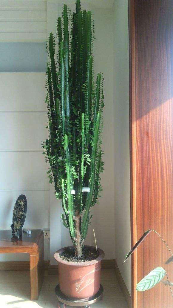 盘点38种有毒的常见花卉，很多还是家里常养的绿植，想养要小心了