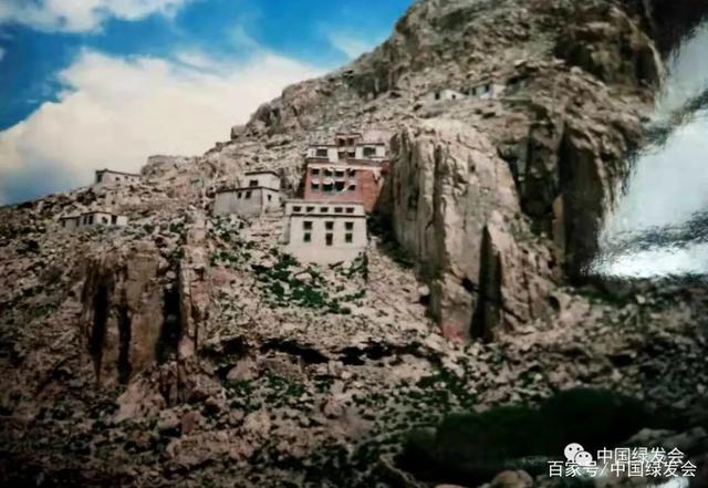 那曲种树种不得，绿会研究室致函建议倡导科学绿化