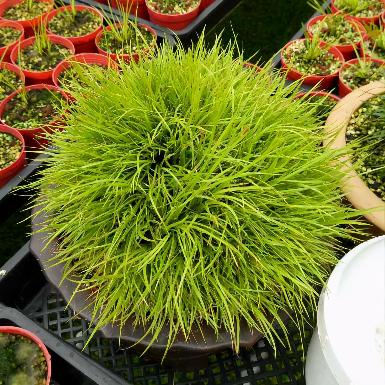 院子里的阴凉角落，种上4种花，耐阴开花美，一年四季不用管