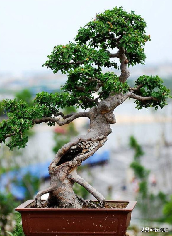 碰到这些树桩别再当柴火烧掉，做成盆景价格翻倍