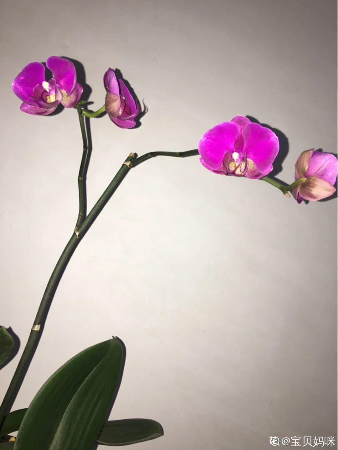 蝴蝶兰开花不是一次性，花后剪一剪，还能继续开花