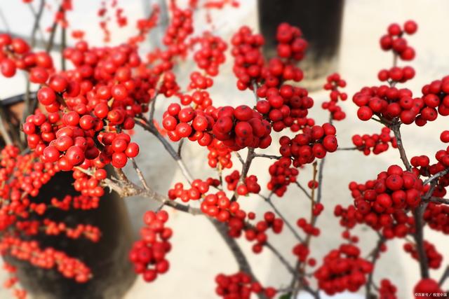 家里有阳台，养盆“富贵花”，过年红火又喜庆，旺人又旺家，漂亮