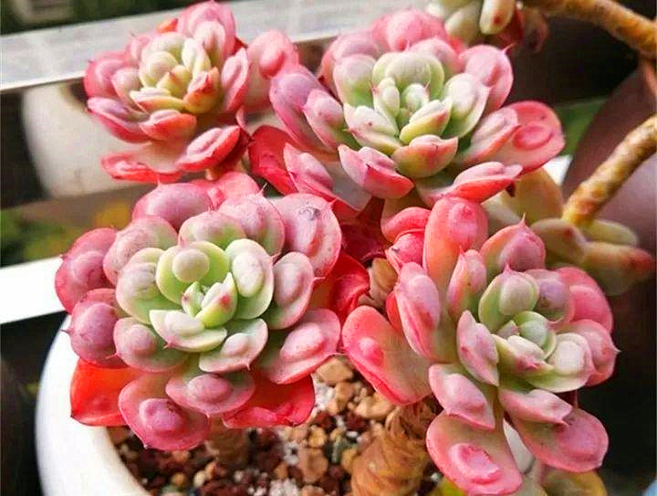 多肉植物雨滴不能淋雨？知否知否，淋淋更健康