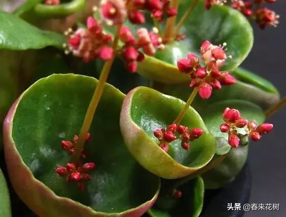 见多了可爱的多肉，这些长相奇葩的多肉植物颠覆了你的认知吗？