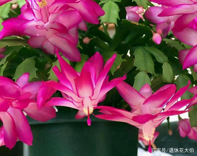 这3样花卉不怕冷，冬日露天盆栽，注意细节，照样花开不断