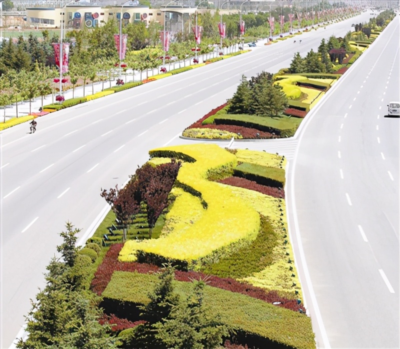 林草科普|金叶榆，中国的“金枝玉叶”