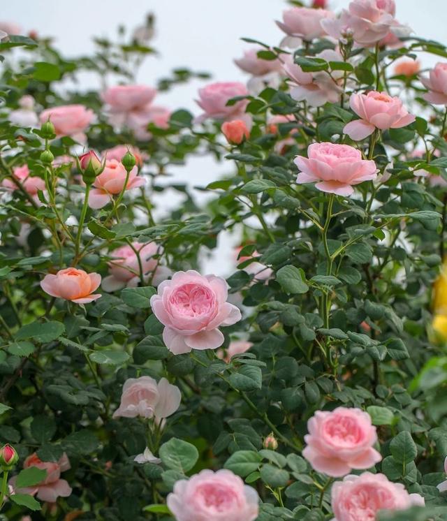 月季花界的“女神”—瑞典女王，又美又仙，优雅贵气，你值得拥有