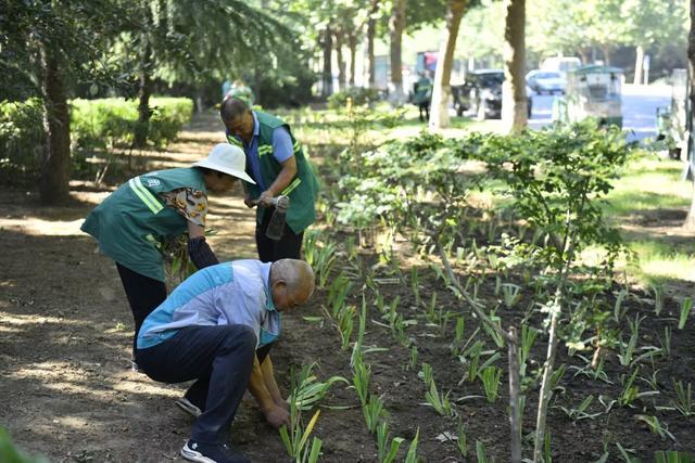 潍坊寿光市：抓住秋季好时节 绿化补植增色彩