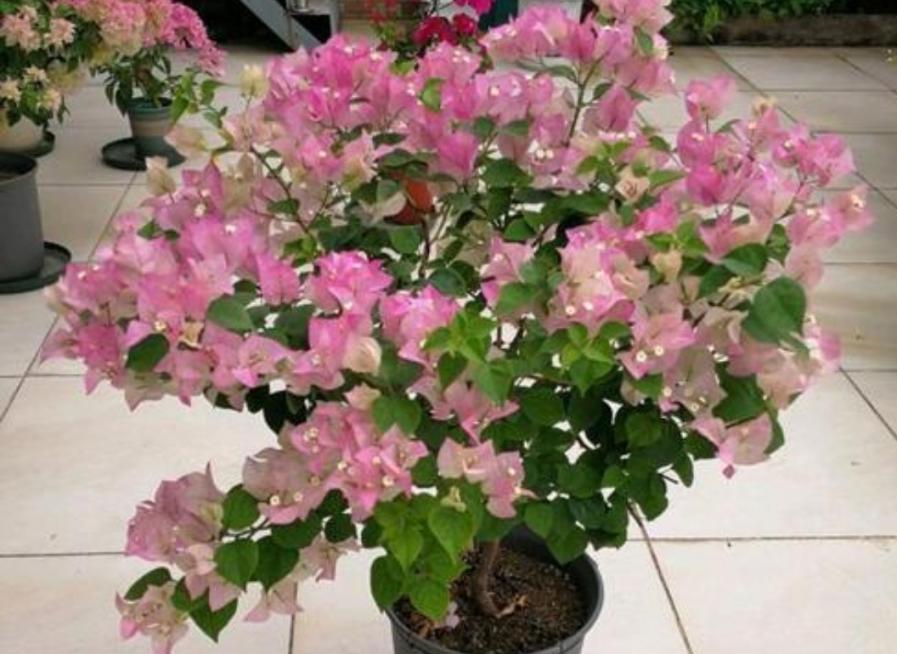 7种花别用大花盆，小盆才养的旺，开花也多