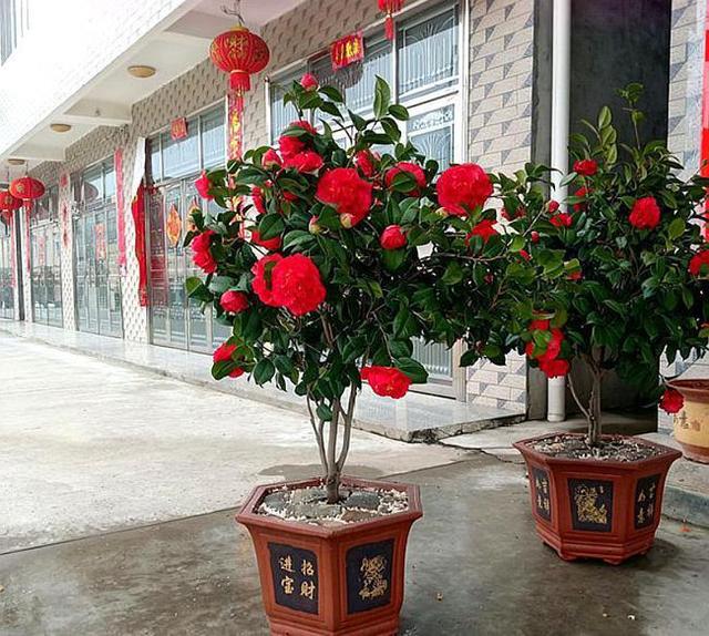 适合新手养的茶花“克瑞墨”花开富贵吉祥，又香又美，好养易打理