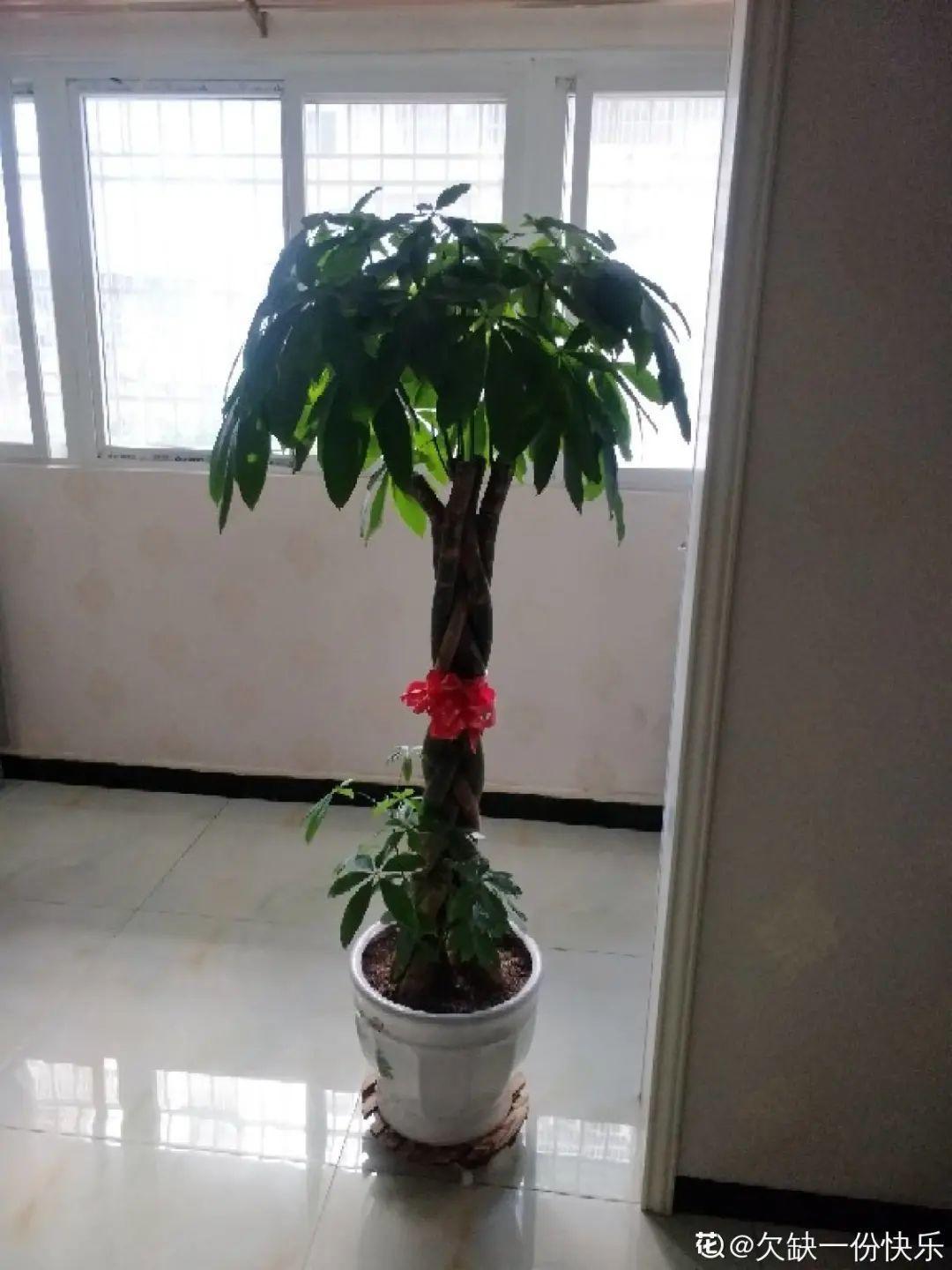 养花要摆对地方，才能赏心悦目，你家摆对了吗？