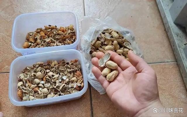 这几种被丢掉的垃圾，用来养花掺在土壤里，养啥花都旺