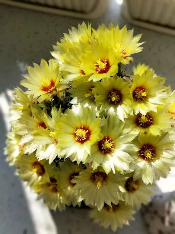 仙人球不开花，3个方面得改善，做好了以后花苞直冒，爆满盆