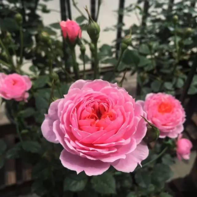 世界名花“铃之妖精”，花朵又美又香，阳台养一株，四季有花看