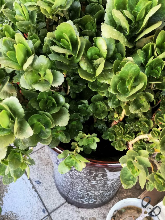继续讲老桩叶软