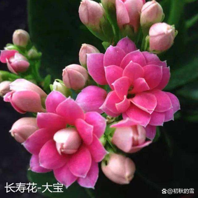 扦插长寿花，只需做好两件事，成活率100%