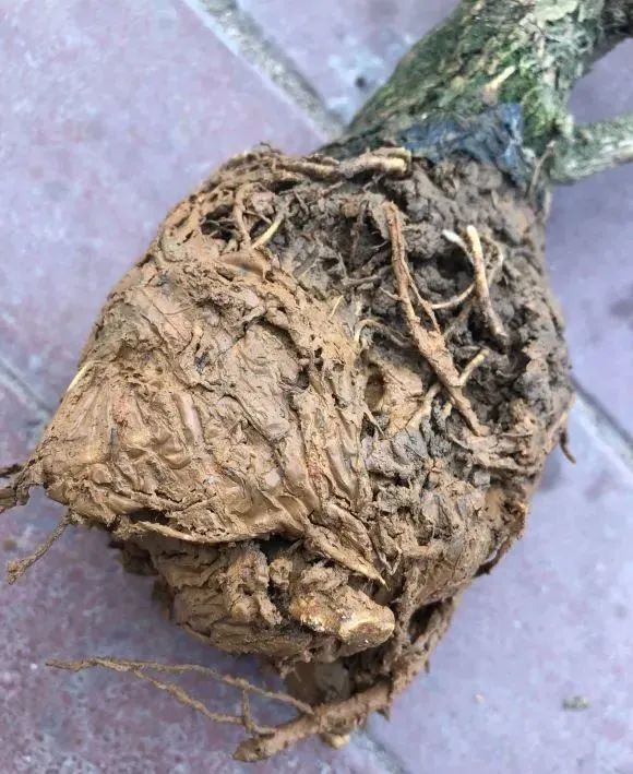 刚买的栀子花，千万别换盆，否则花活不了3天