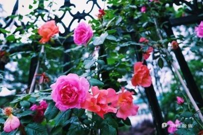 高新区打造高品质市容景观环境