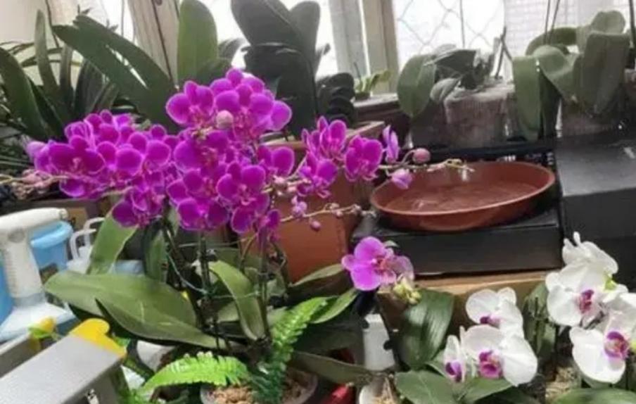 7种漂亮花，家里阳光少也能养，光照太强反而长不好