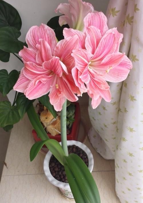 朱顶红种球怎么种？做好这“1步”，生根快，开花大又美，很惊艳