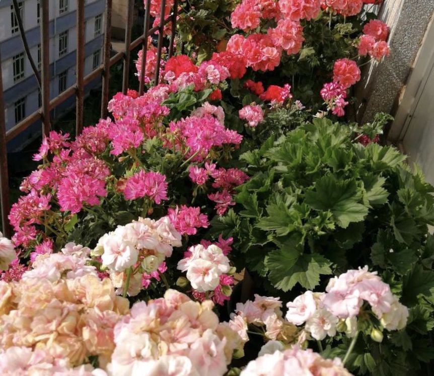 你把枝条剪错了，长寿花、三角梅当然不开花，别乱剪了
