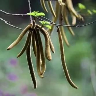 一树黄花，是风动，更是心动——这种树行情被看好