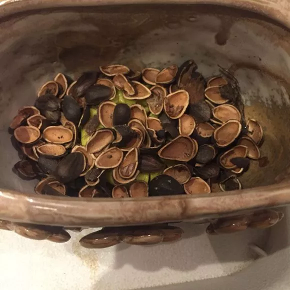 养花总烂根，垫4类“废弃物”，不花一分钱，不怕积水不烂根