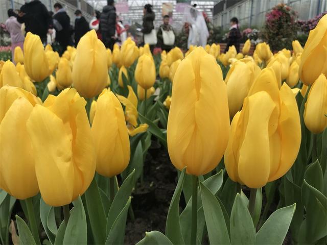 新春佳节 花舞人间赏花去