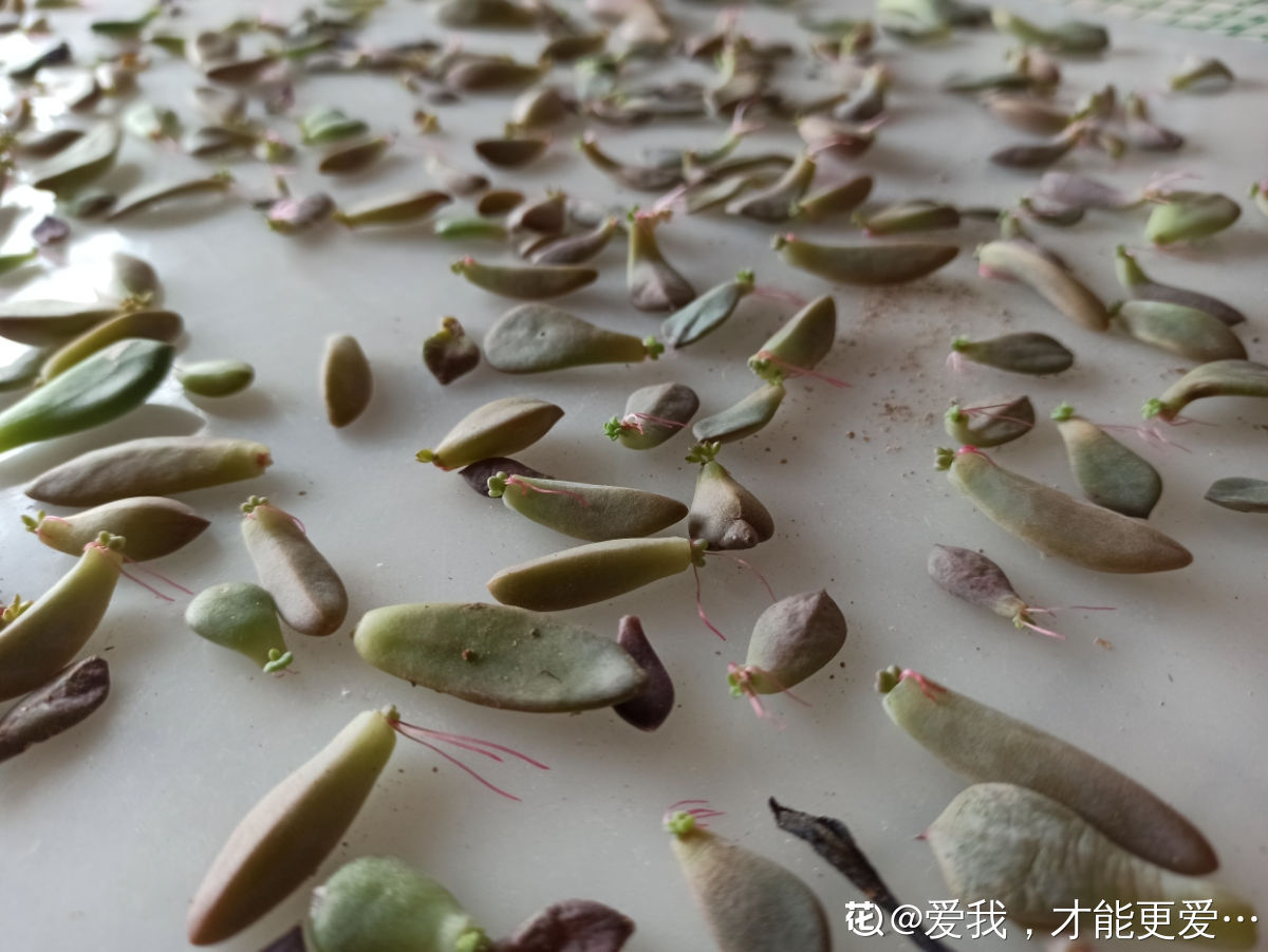 她在家里养多肉，繁殖了上千棵，屋子里都快装不下