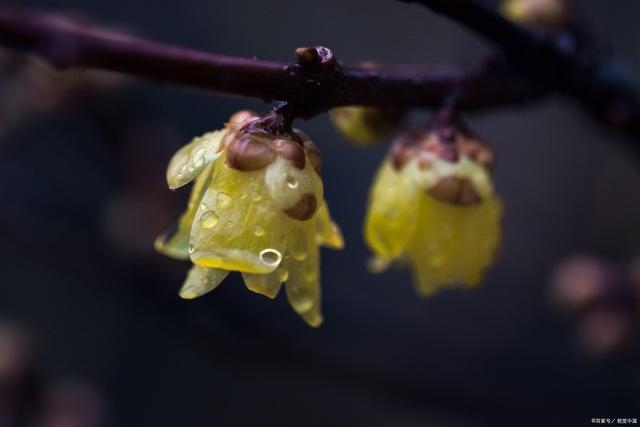 9种花是“冷性子”，温度越高，开花越差，冻冻才能长势好