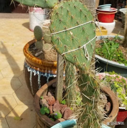 这4种“懒人花”，怎么捣腾都不死，最适合新手养！