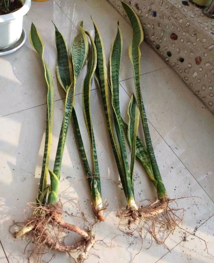 如何扦插虎皮兰？“两点”做好了，出芽又长根，成功率高