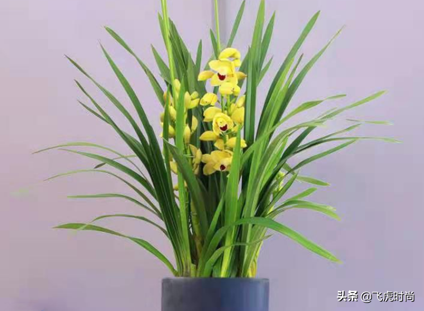 事实证明，给兰花和君子兰翻盆能做到三点，不仅长得好开花也多