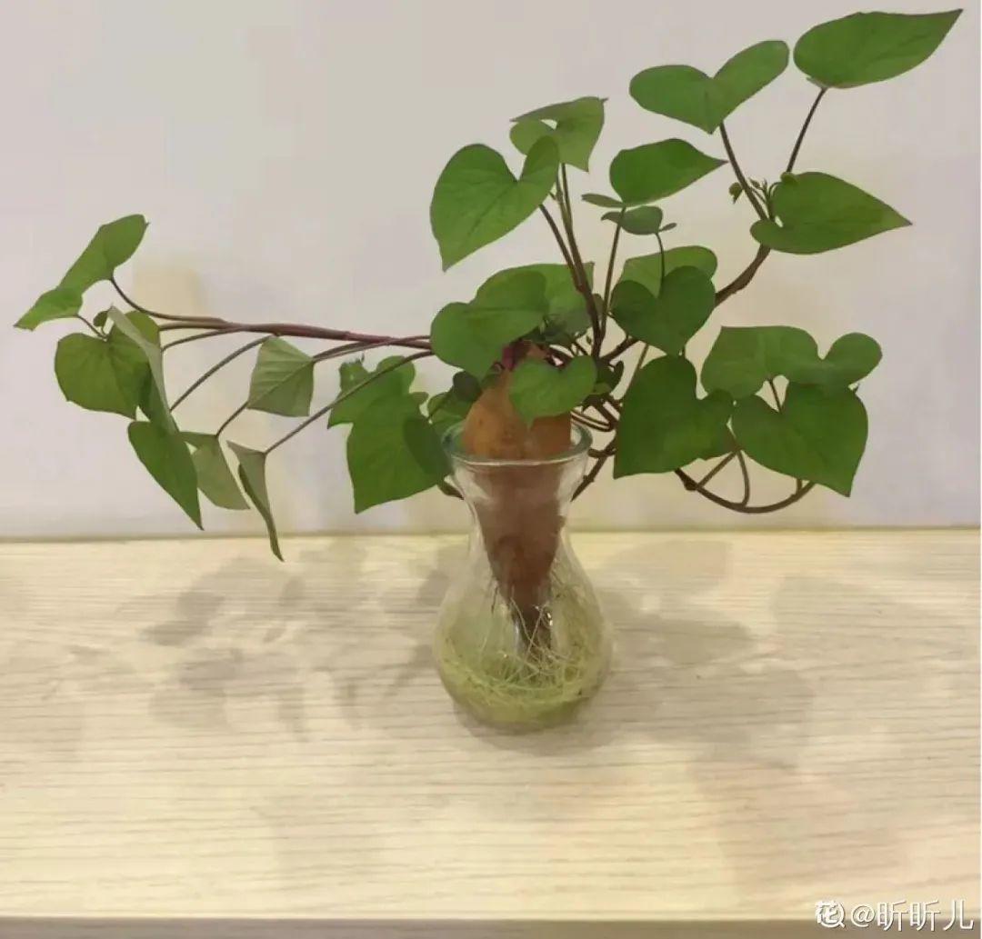 半死不活的花，扔水里，突然长疯了