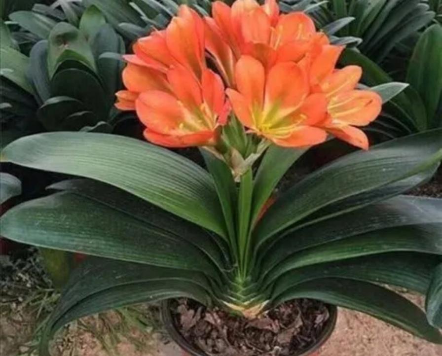7种花别用大花盆，小盆才养的旺，开花也多