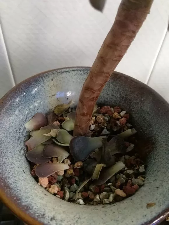 多肉叶子突然掉了一地，是多肉求救信号，别忽视！