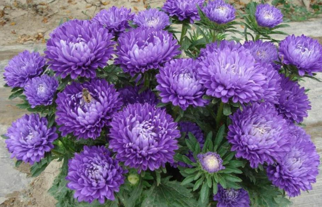 居家盆栽：入秋养翠菊，迎合2点需求，花开如捧花球，美