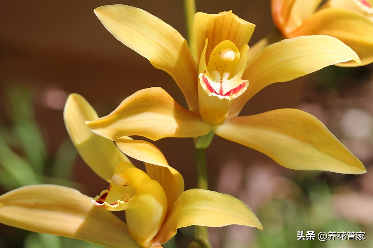 盘点排名前五的年宵花,有你喜欢的么? 盘点排名前五的年宵花,有你喜欢的么?