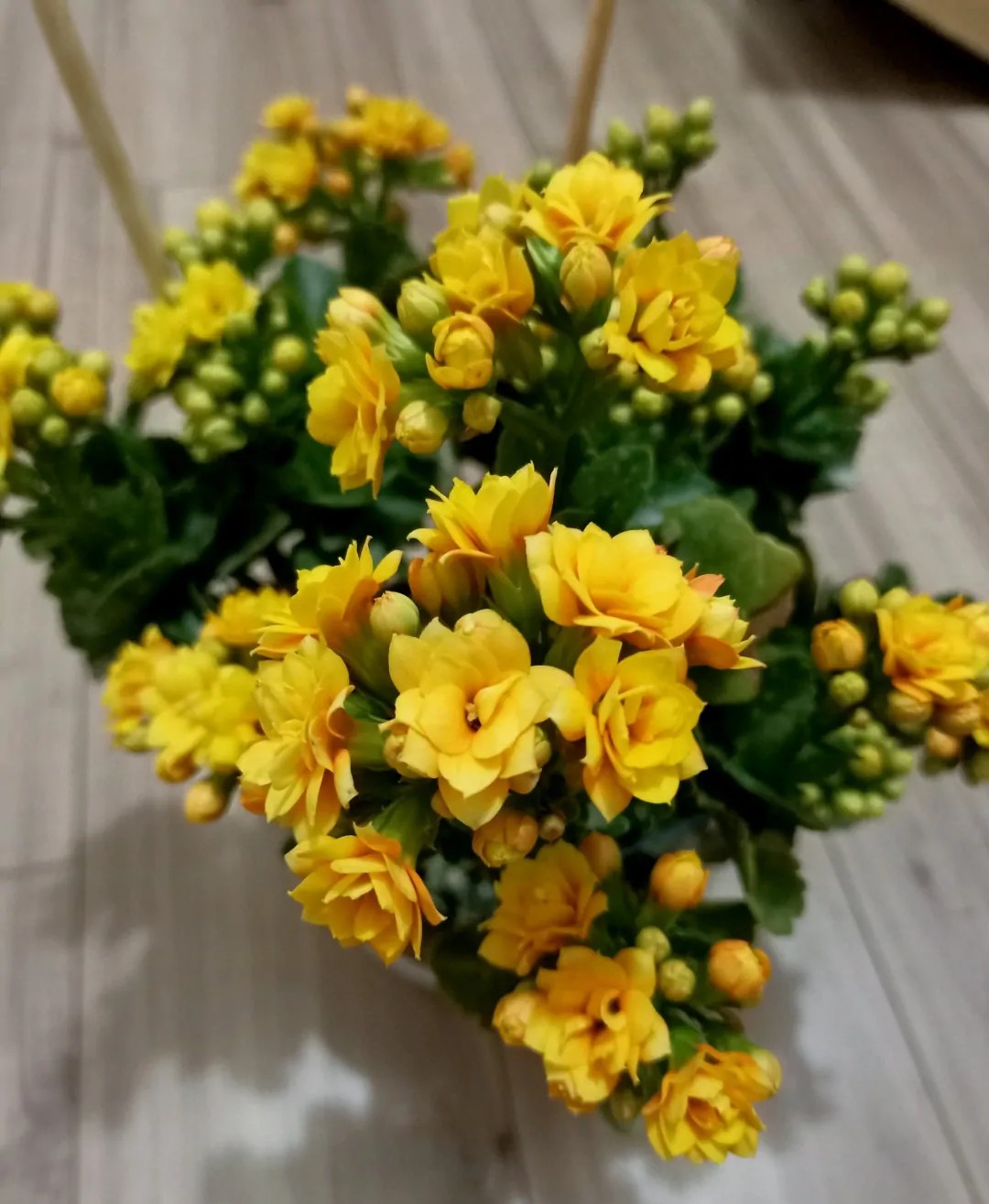刚买回来的长寿花该怎么养，能让它恰好在春节期间开放？